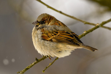 passer domesticus, sparrow