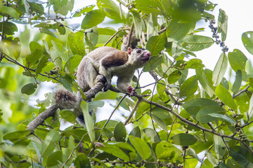 grizzled giant squirrel in Mynneriya national park,Sri Lanka