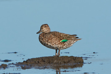 Common Teal (Anas crecca)