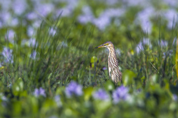 Indian pond heron in Arugam bay lagoon, Sri Lanka
