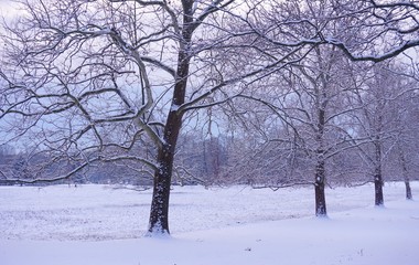 Trees covered by snow in winter