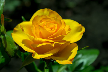 Цветущая в саду роза Керио