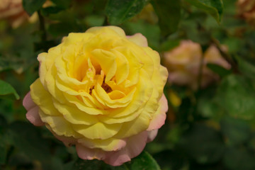 Цветущая в саду роза Пис (Глория Дэй)