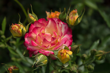 Цветущая в саду роза 