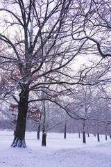 Fototapeta na wymiar Trees covered by snow in winter