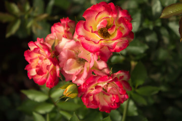 Цветущая в саду роза 