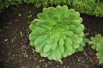 succulent 3