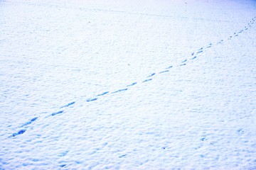 Trail of footsteps in the snow