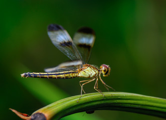 Beautiful dragonfly on branch with green background.