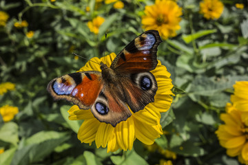 Butterfly Peacock