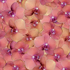 Orchidea