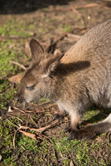 Australian wallaby, wildlife animal © zephyr_p