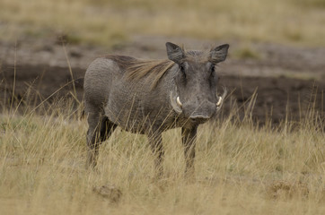 Fototapeta premium Phacochère, warthog, Phacochoerus africanus, parc national du Serengeti, Tanzanie