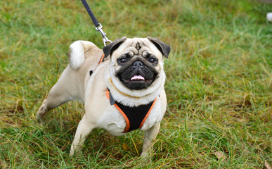 Pug on the leash