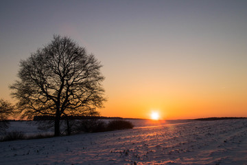 Fototapeta na wymiar aufgehende Sonne neben einem Baum, über einem winterlich verschneiten Feld