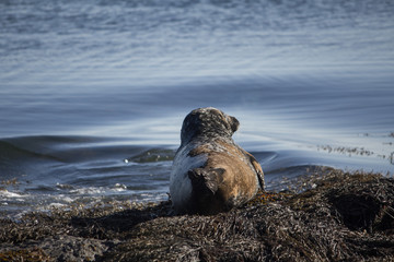 Seal taking sunbath 2, Iceland
