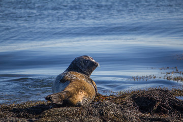 Seal taking sunbath, Iceland
