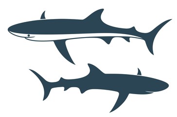 Fototapeta premium Shark