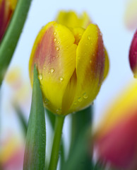 An arrangement of spring Tulips