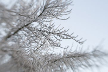 Fototapeta na wymiar winter nature