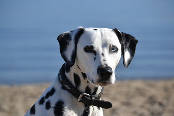 Dalmatiner am Strand