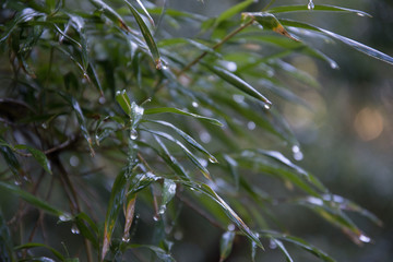 leaf drops