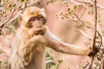 Monkey at Cascades d'Ouzoud, Waterfall at Ouzoud, Morocco