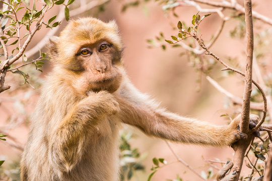 Monkey at Cascades d'Ouzoud, Waterfall at Ouzoud, Morocco