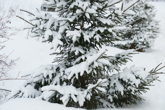 Spruce branches in the snow. 