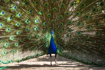 Fotobehang Peacock © Laurens