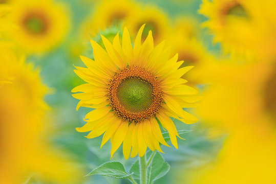 Closeup to Sunflower field at the mountain