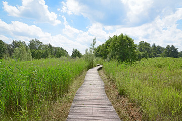 Fototapeta na wymiar Wood path in nature park Het Beekbergse Woud.