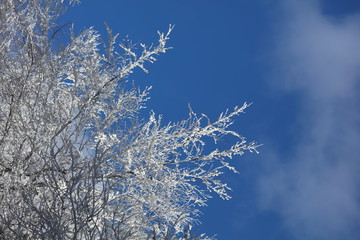 Winterspaziergang - schneebedeckte Bäume 