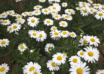 Field of white summer daisies. Horizontal.