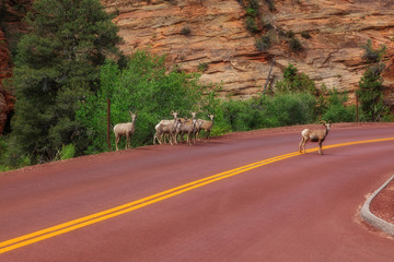 Holz Struktur Mammutbaum