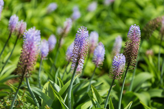 Blauer Ingwer - Dichorisandra thyrsiflora