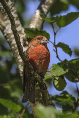 Fichtenkreuzschnabel