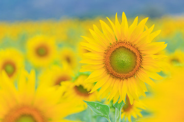 Closeup to Sunflower field at the mountain