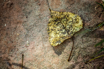 fall leaf on sandstone