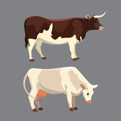 different cows, isolated Vector illustration. Mammal funny animals. Set milk cow and bull