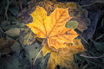 Fallen leaves of maple lying on the grass.