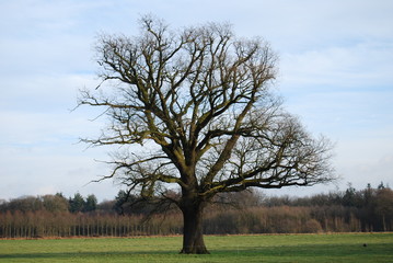 eenzame, oude eik in weiland bij landgoed De Slangenburg