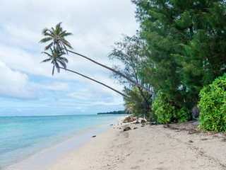 Fototapeta na wymiar Palmenstrand auf Rarotonga