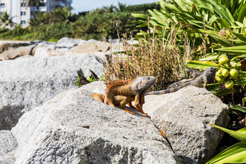 Orange colored Iguana/Orange and black Iguanas on the rocks living at the beach.