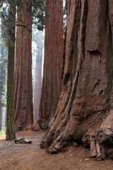 Fototapeta premium sequoia national park big trees