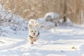 White havanese dog running in the snow - 132460943