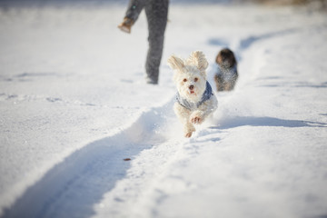 White dog running in snow in winter