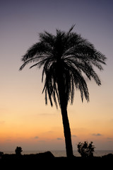 Palm trees and the Mediterranean Sea, Park of Ashkelon in Israel