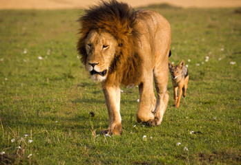 A large male lion being closely followed by a wily black backed jackal in Kenya's Masai Mara National Park