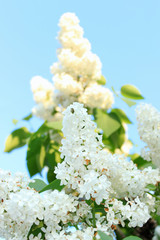 fluffy white lilac tree branch with green leaves against the blue sky